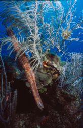 Trumpetfish @ Victory Reef Bahamas  Nikonos V w/ 15mm lens by Ian Brooks 